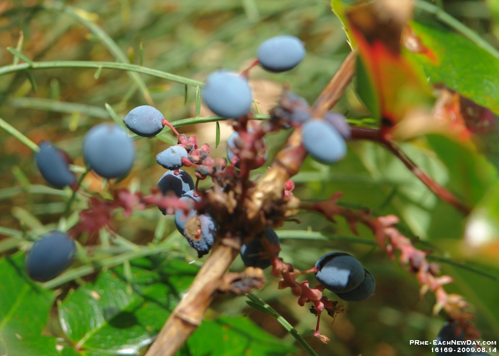 16169Cr - Beach Walk, Inn of the Sea